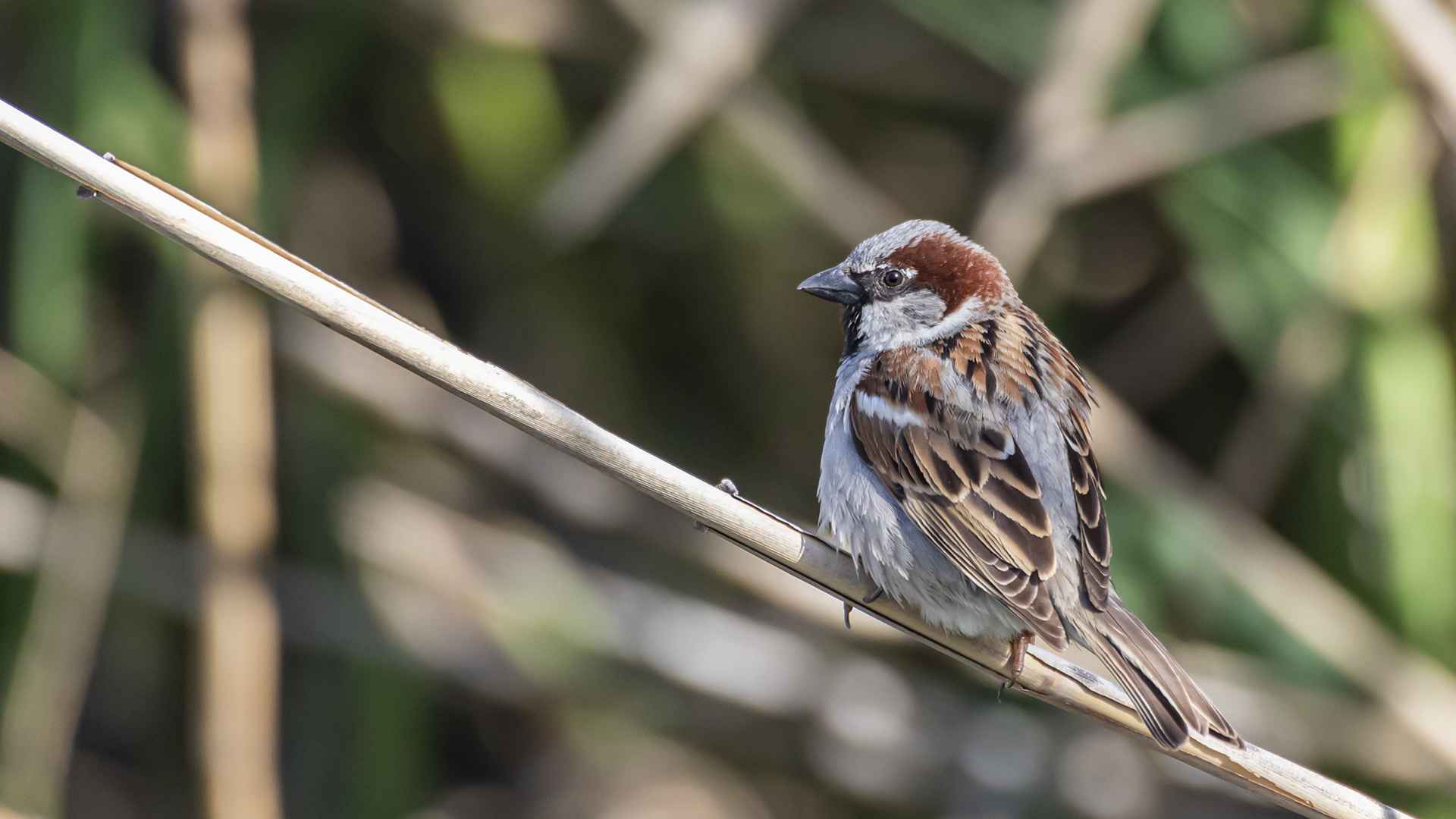 House Sparrow