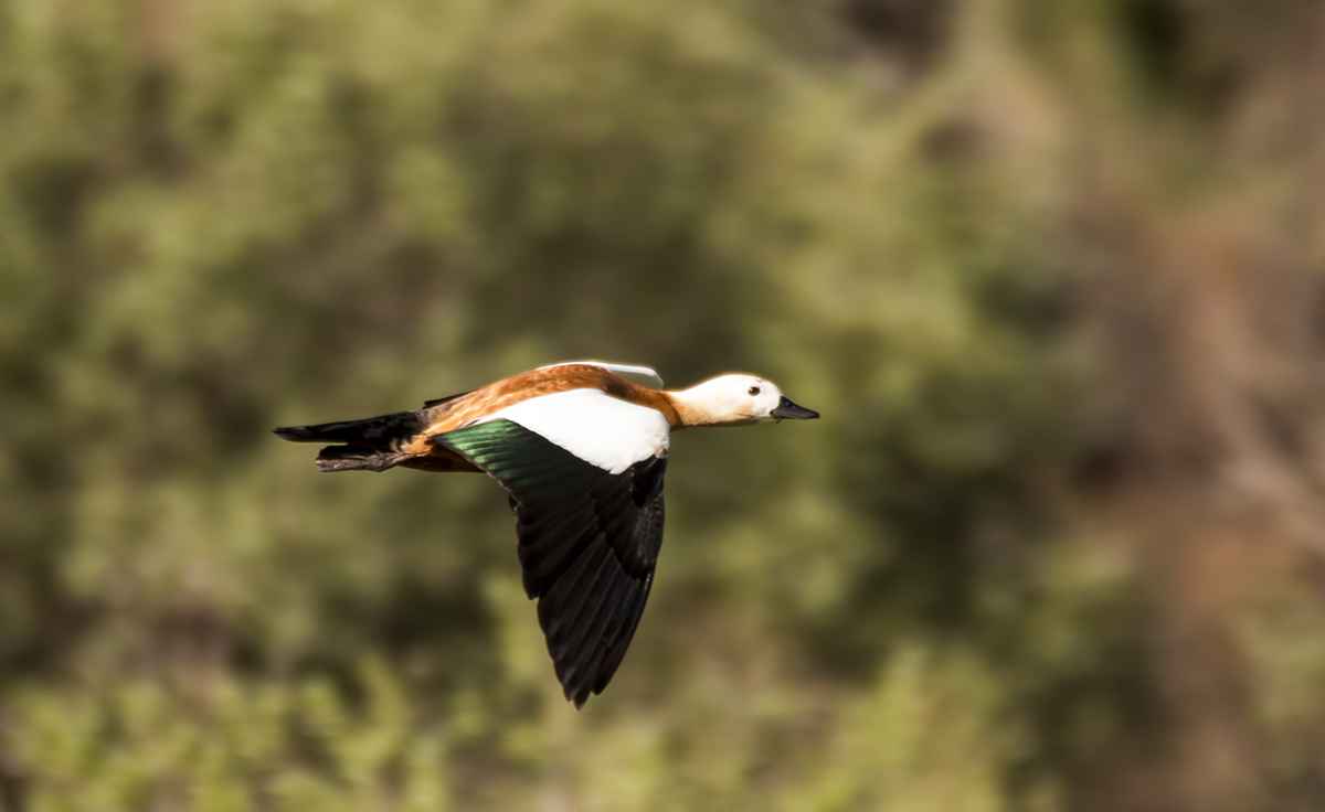 Angıt