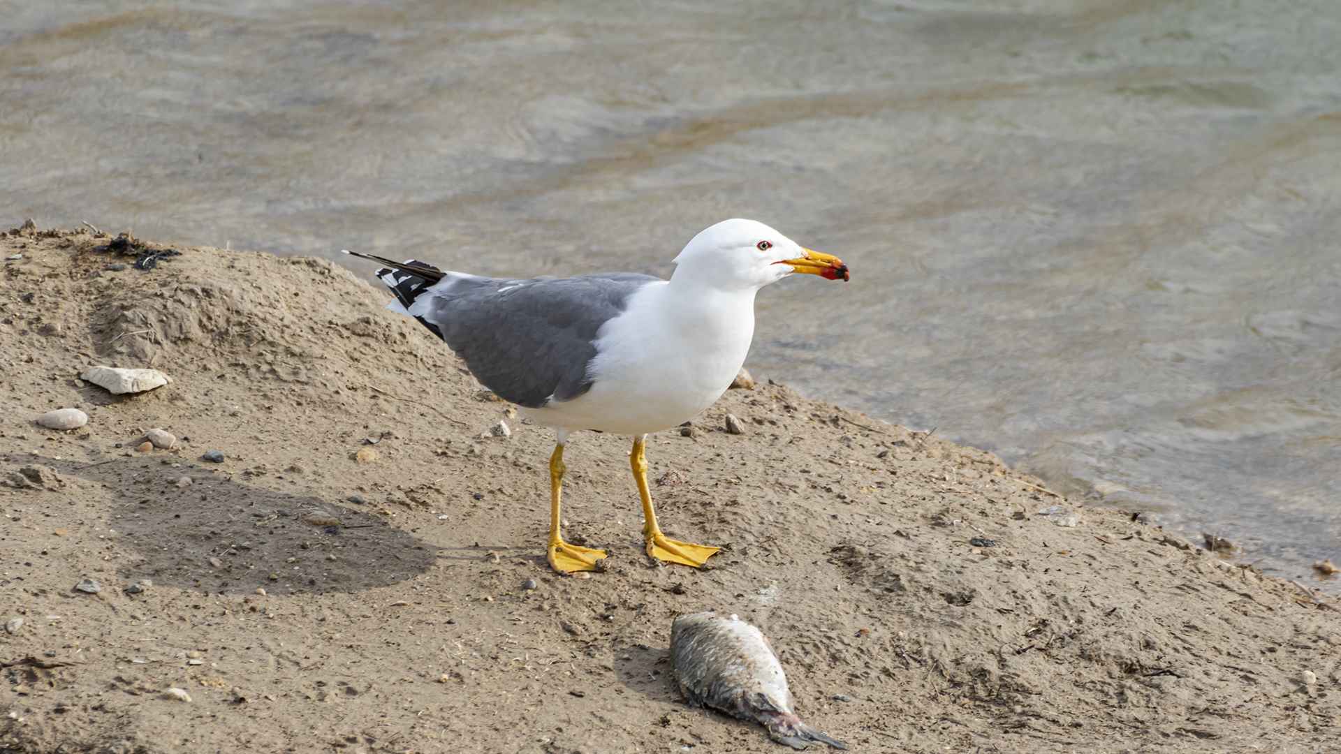 Armenian Gull