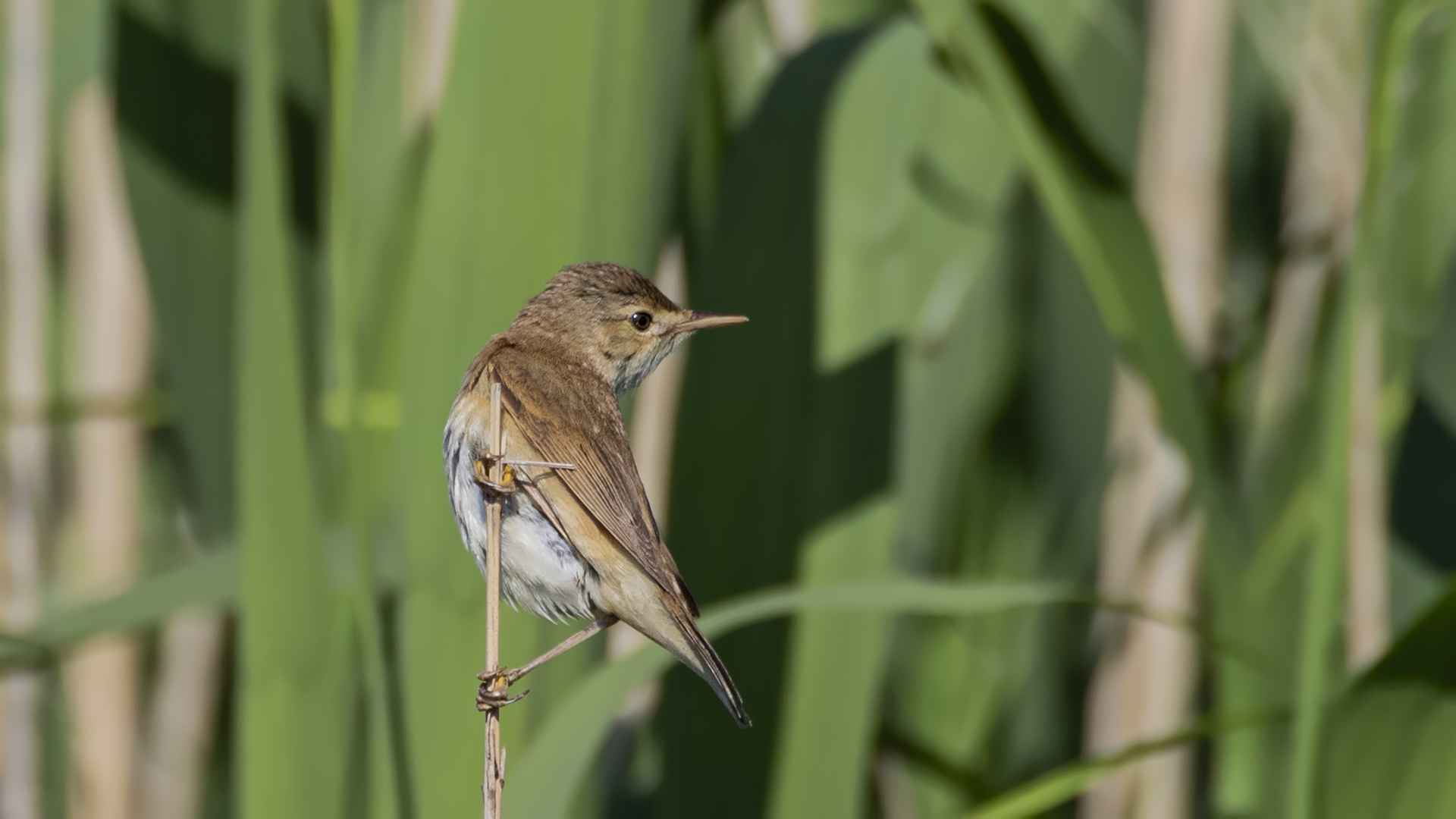 Eurasian Reed Warbler