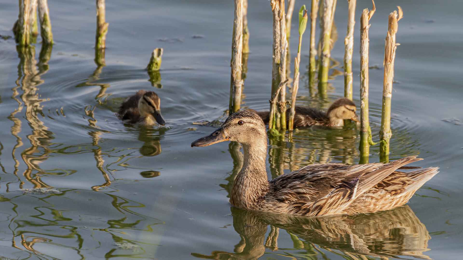 Mallard