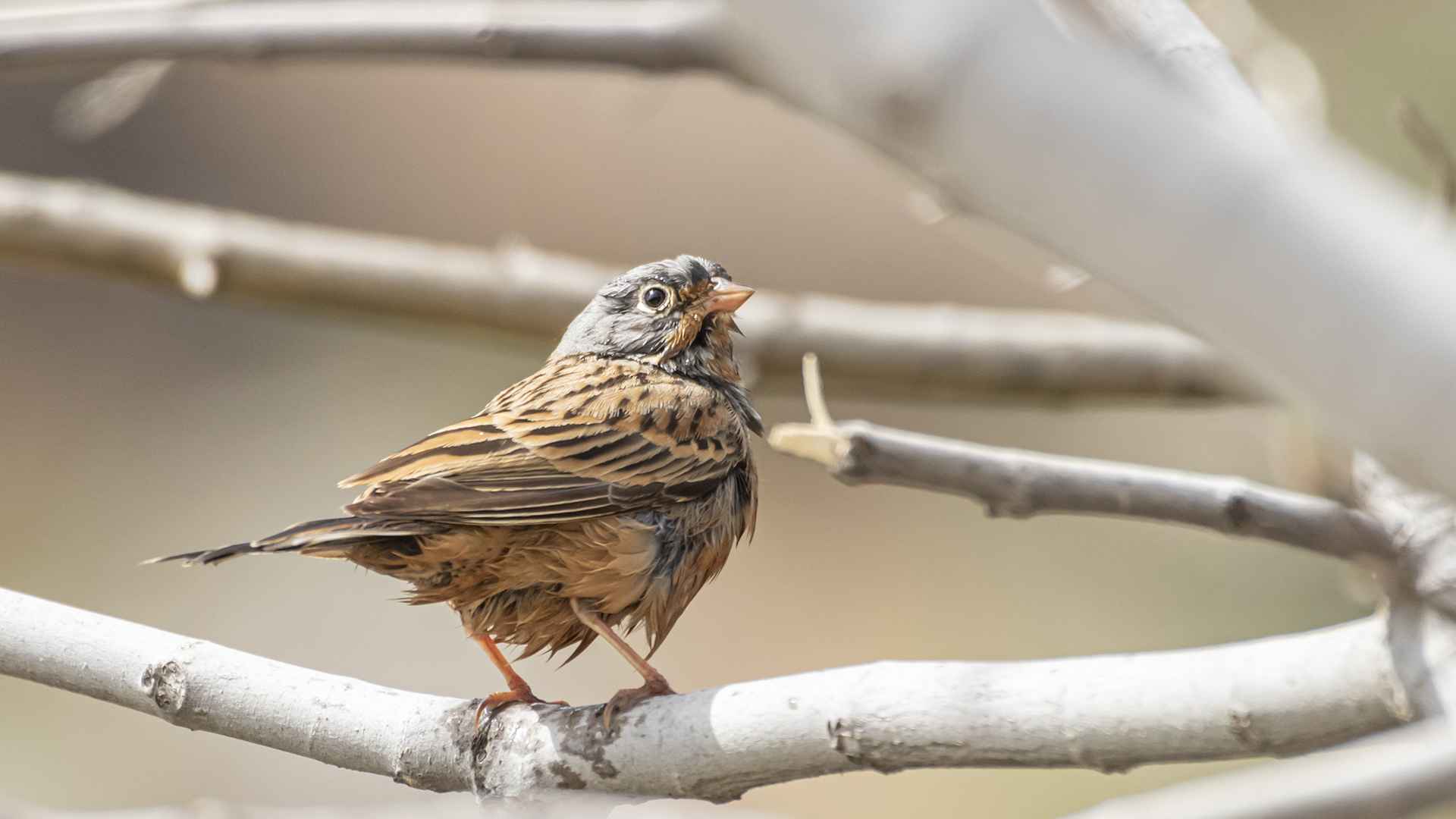 Ortolan Bunting