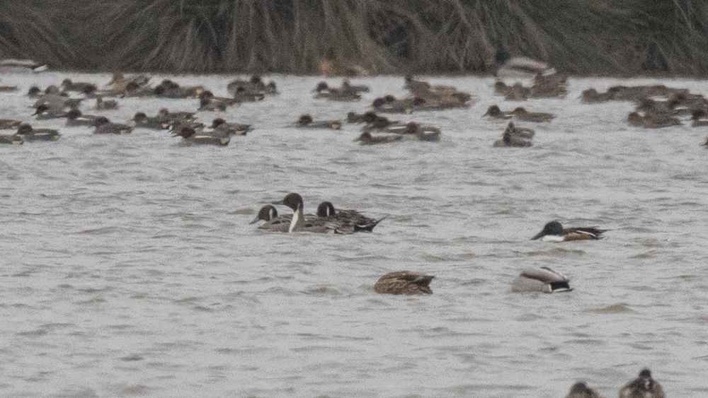 Northern Pintail