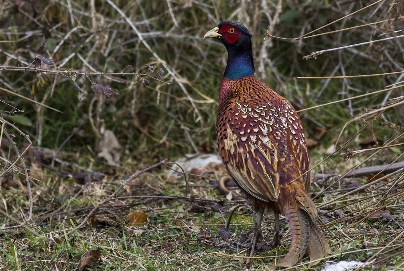 Ring-necked Pheasant