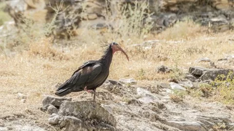 Kelaynak
