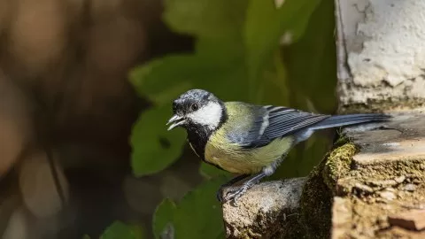 Büyük baştankara