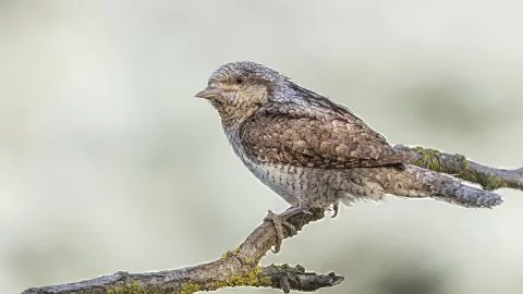 Kurtarılan fotoğraf - tür kontrolü gerekli