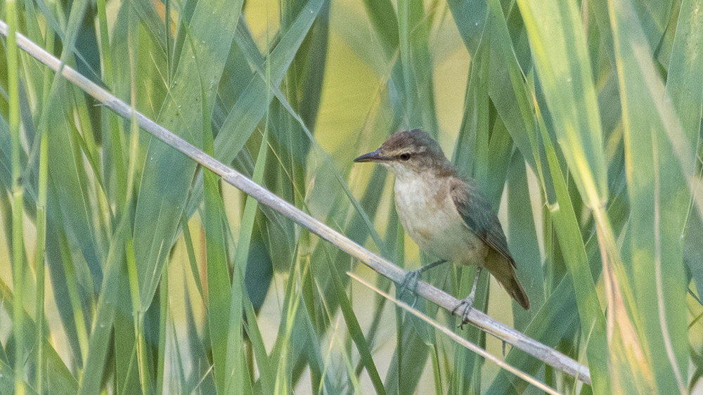 Booted Warbler