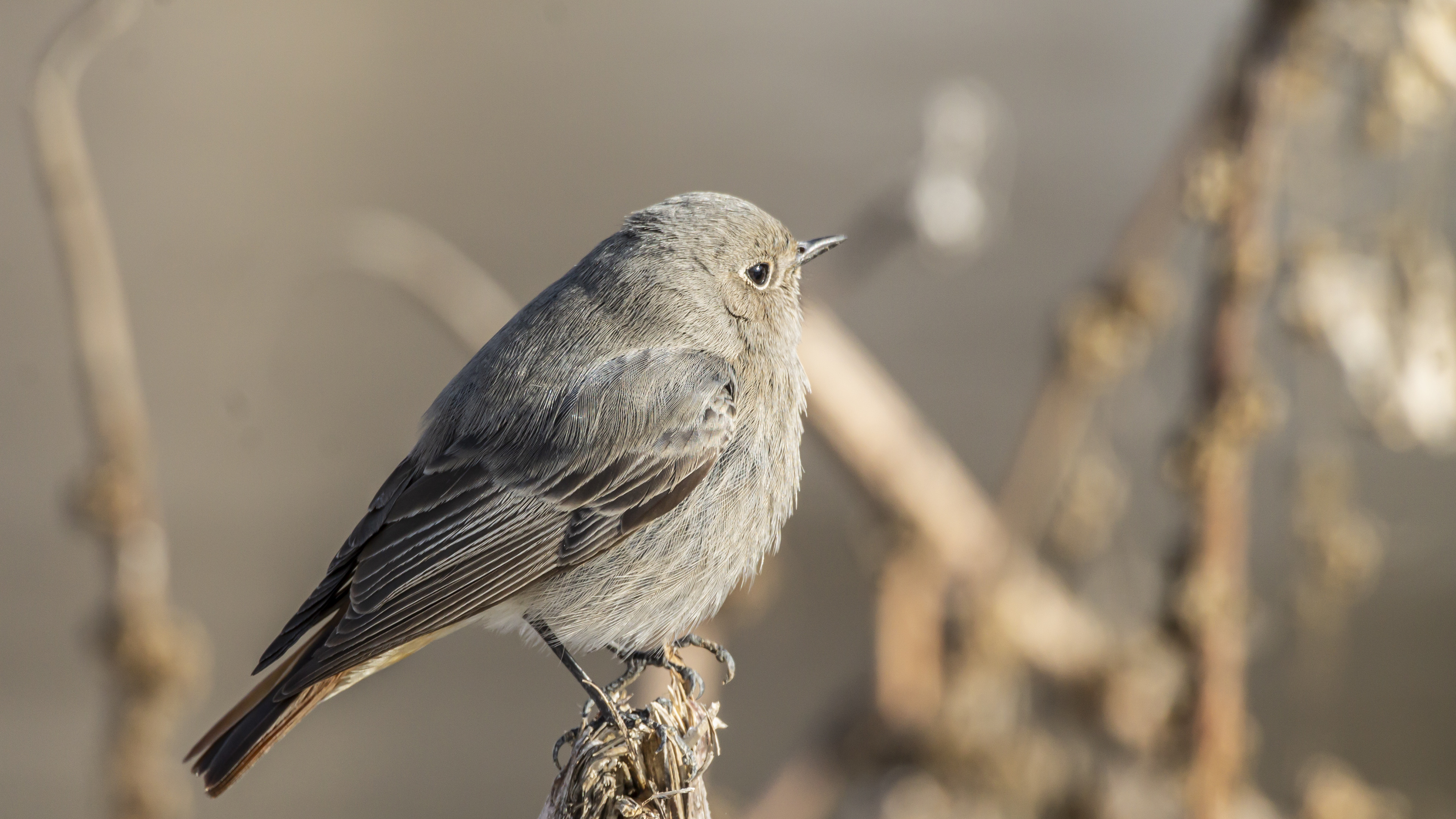 Black Redstart