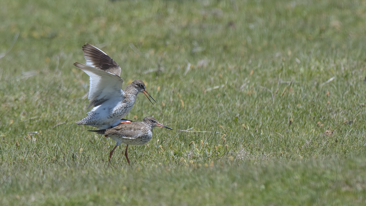 Common Redshank