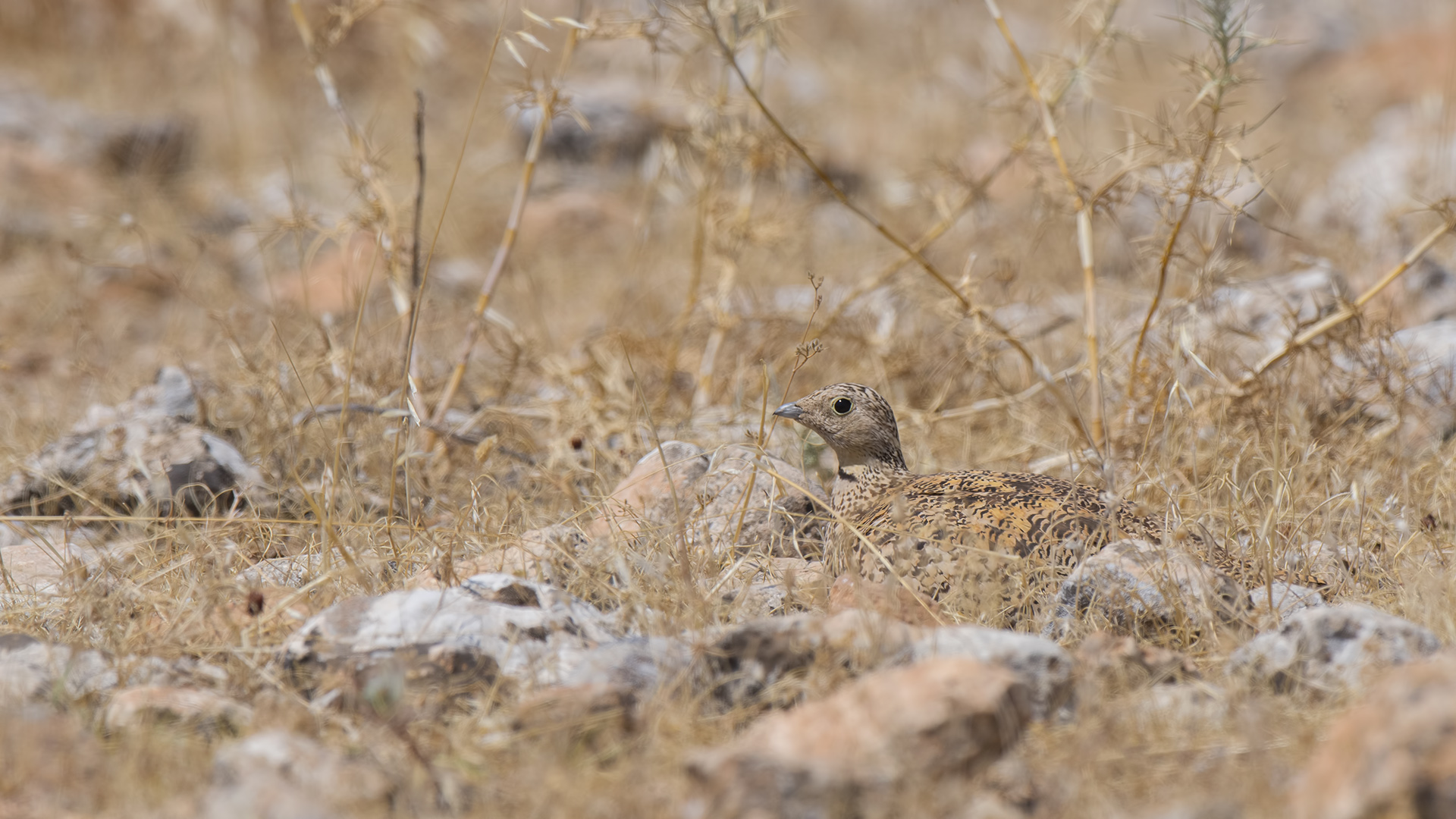 Black-bellied Sandgrouse