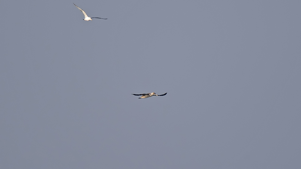 Northern Gannet