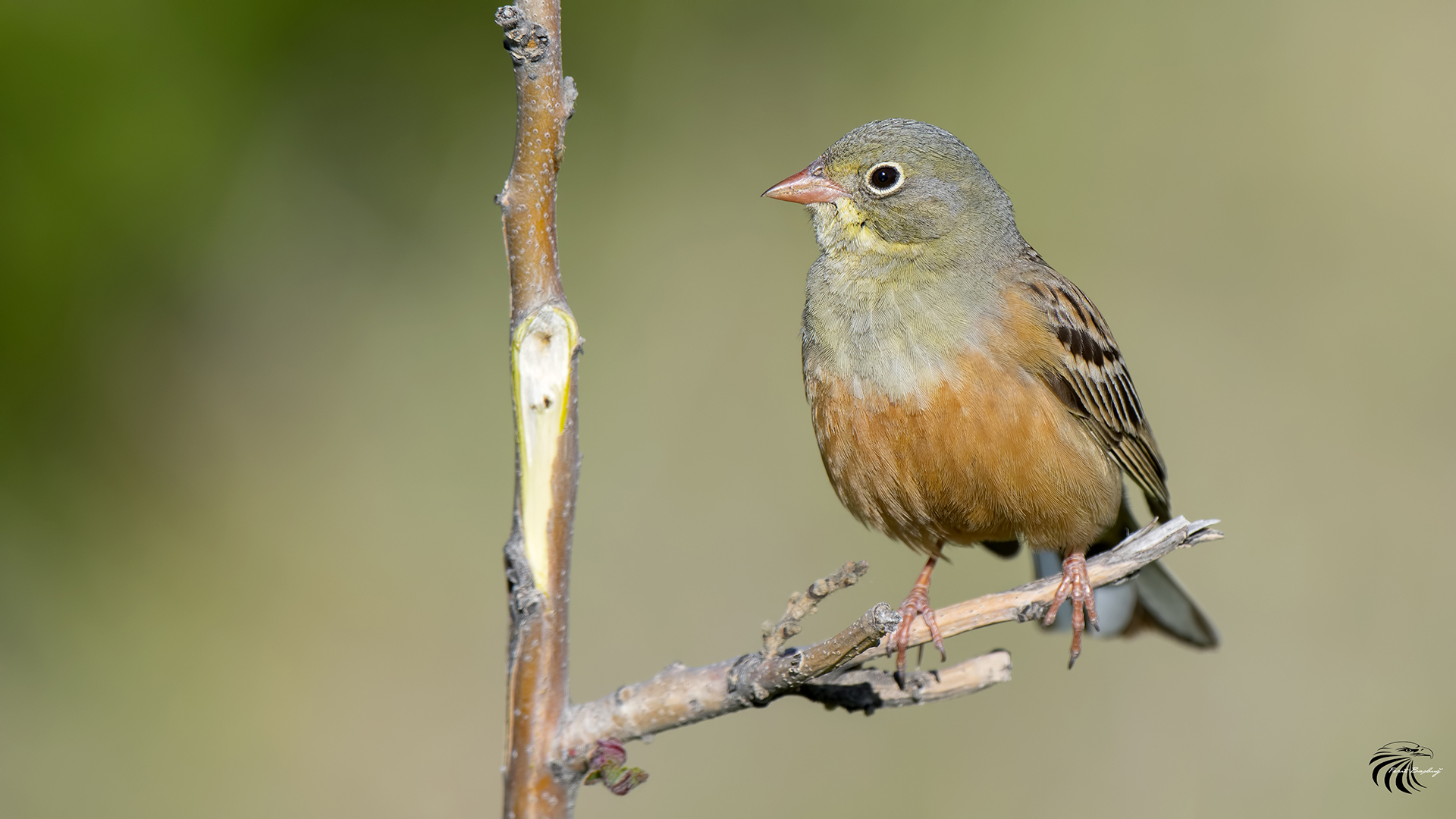 Ortolan Bunting