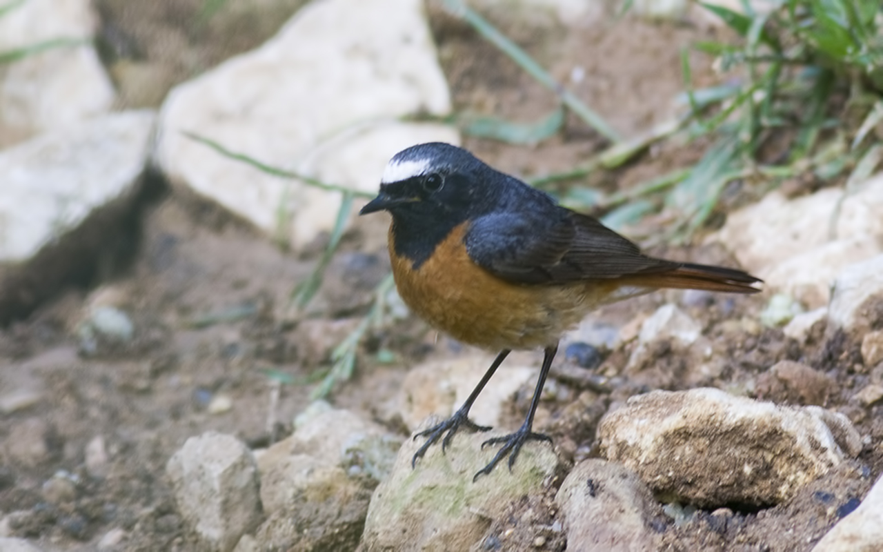 Common Redstart