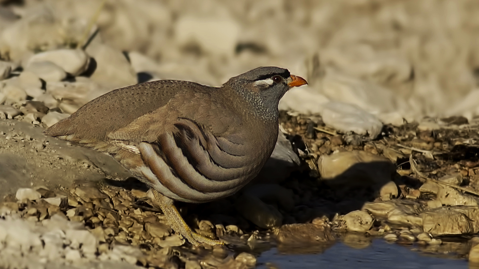 See-see Partridge — Ana fotoğraf