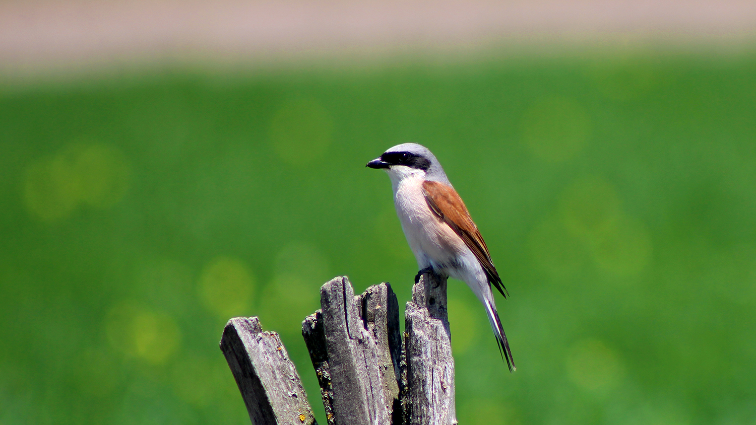 Red-backed Shrike