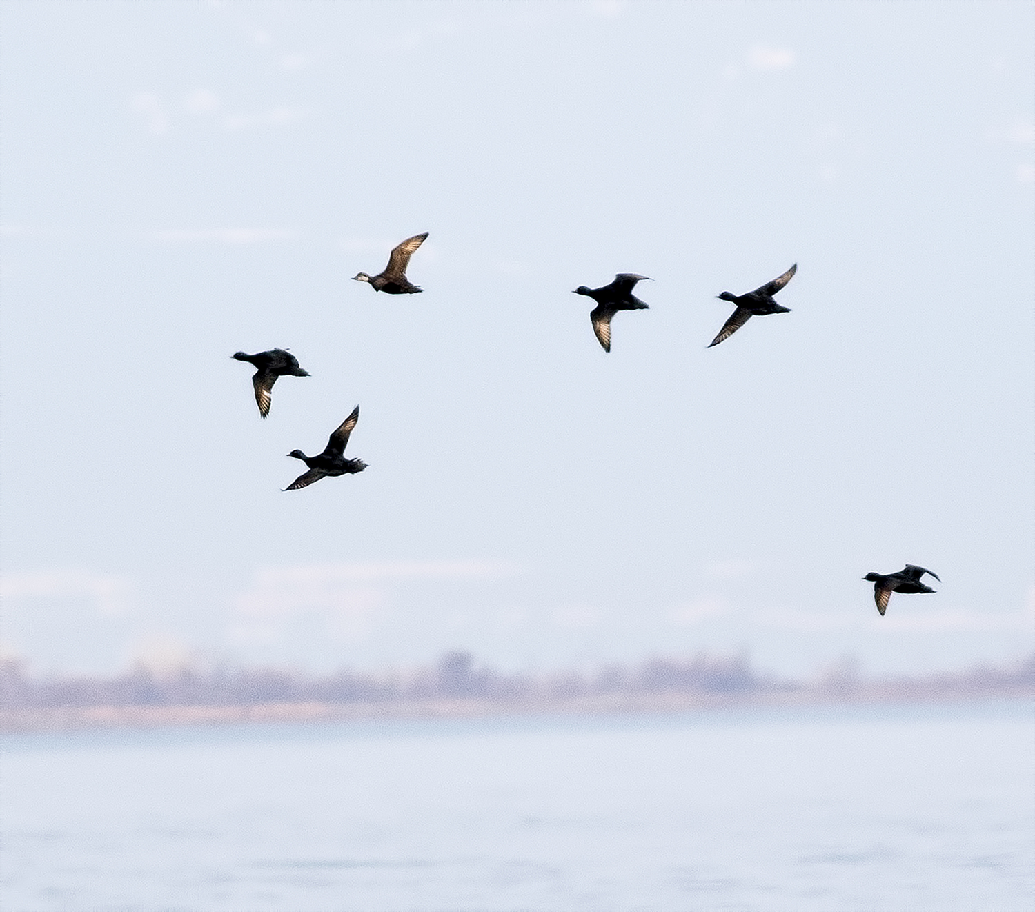 Common Scoter