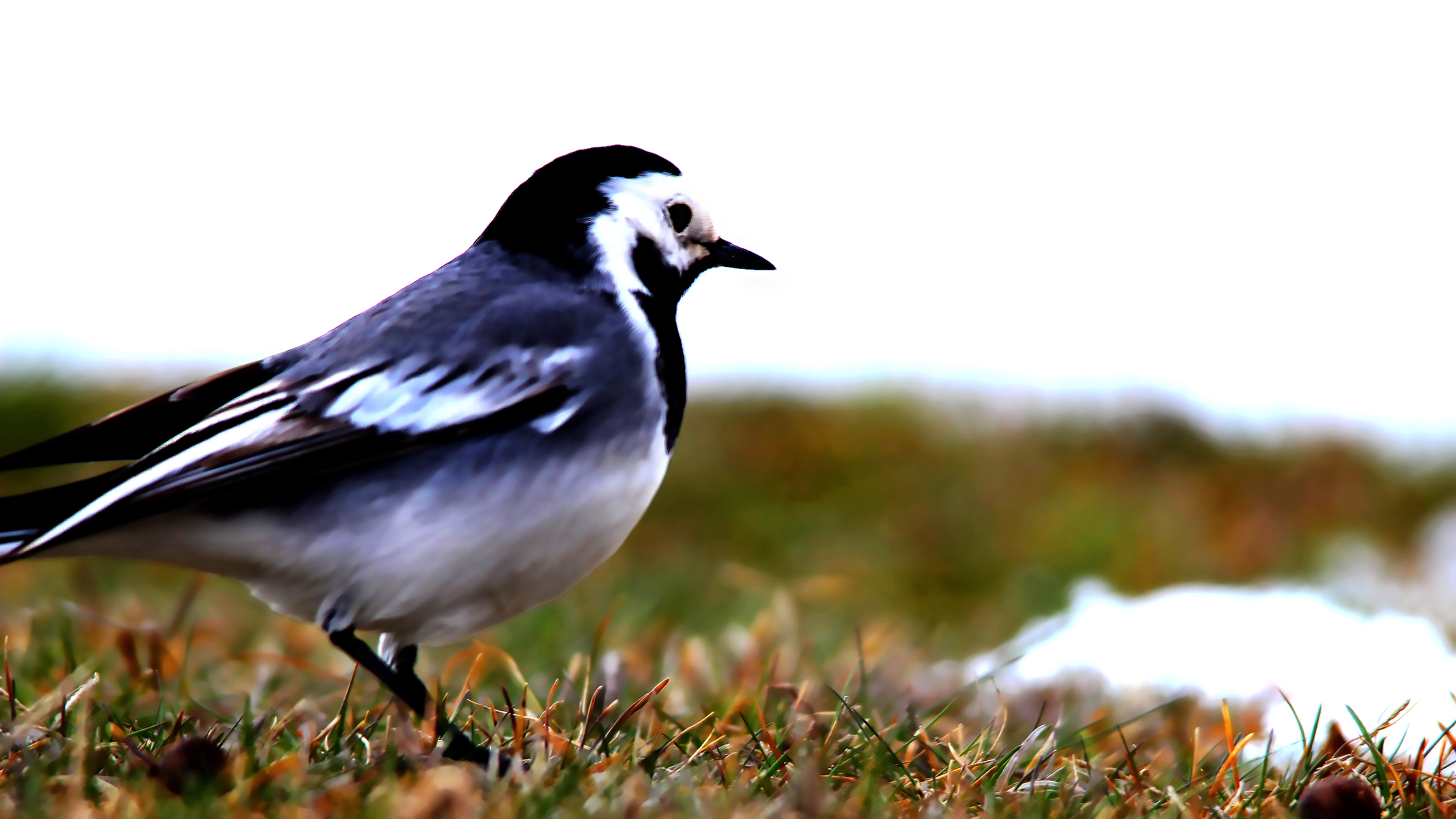 White Wagtail
