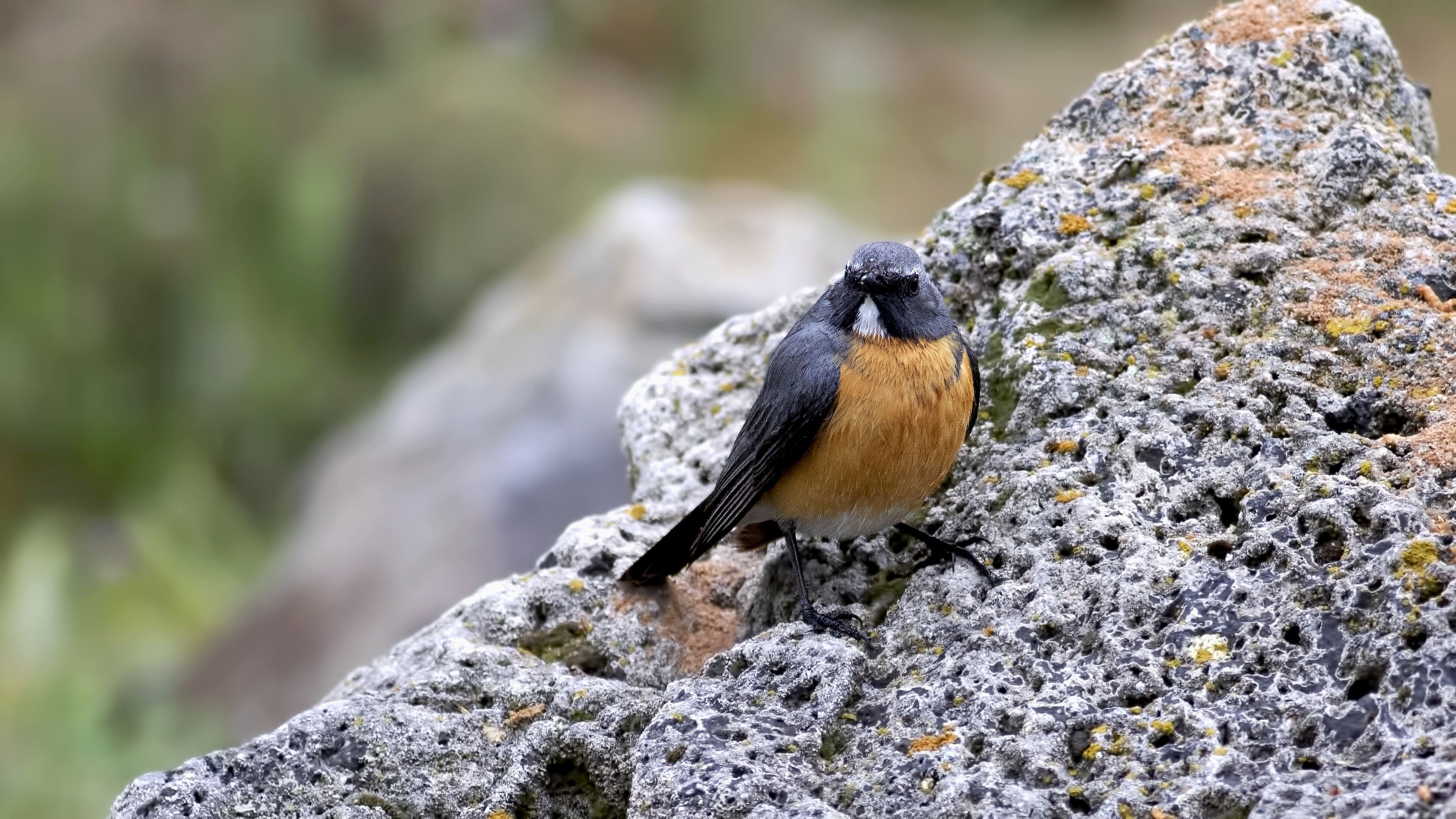 Rufous-tailed Rock-Thrush