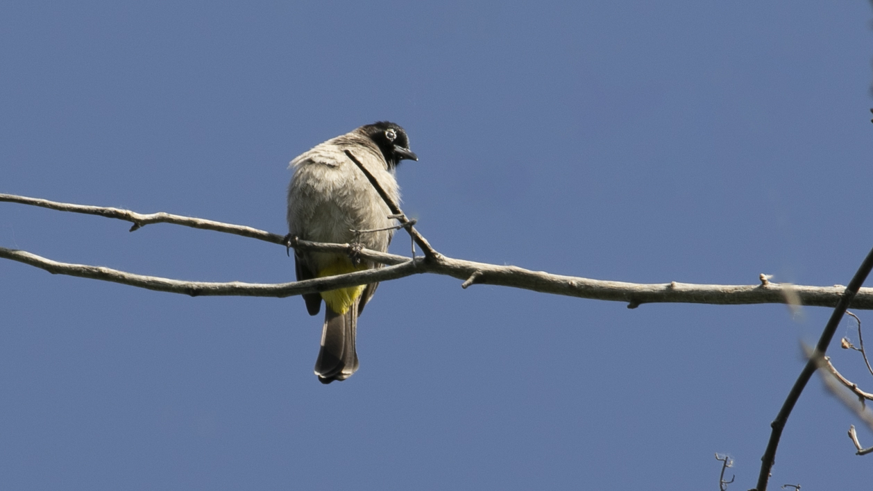 White-spectacled Bulbul — Ana fotoğraf