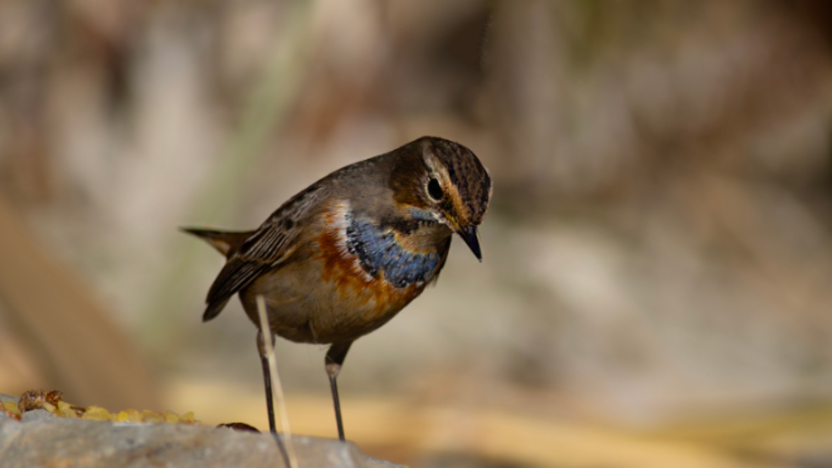Mavigerdan — Ana fotoğraf