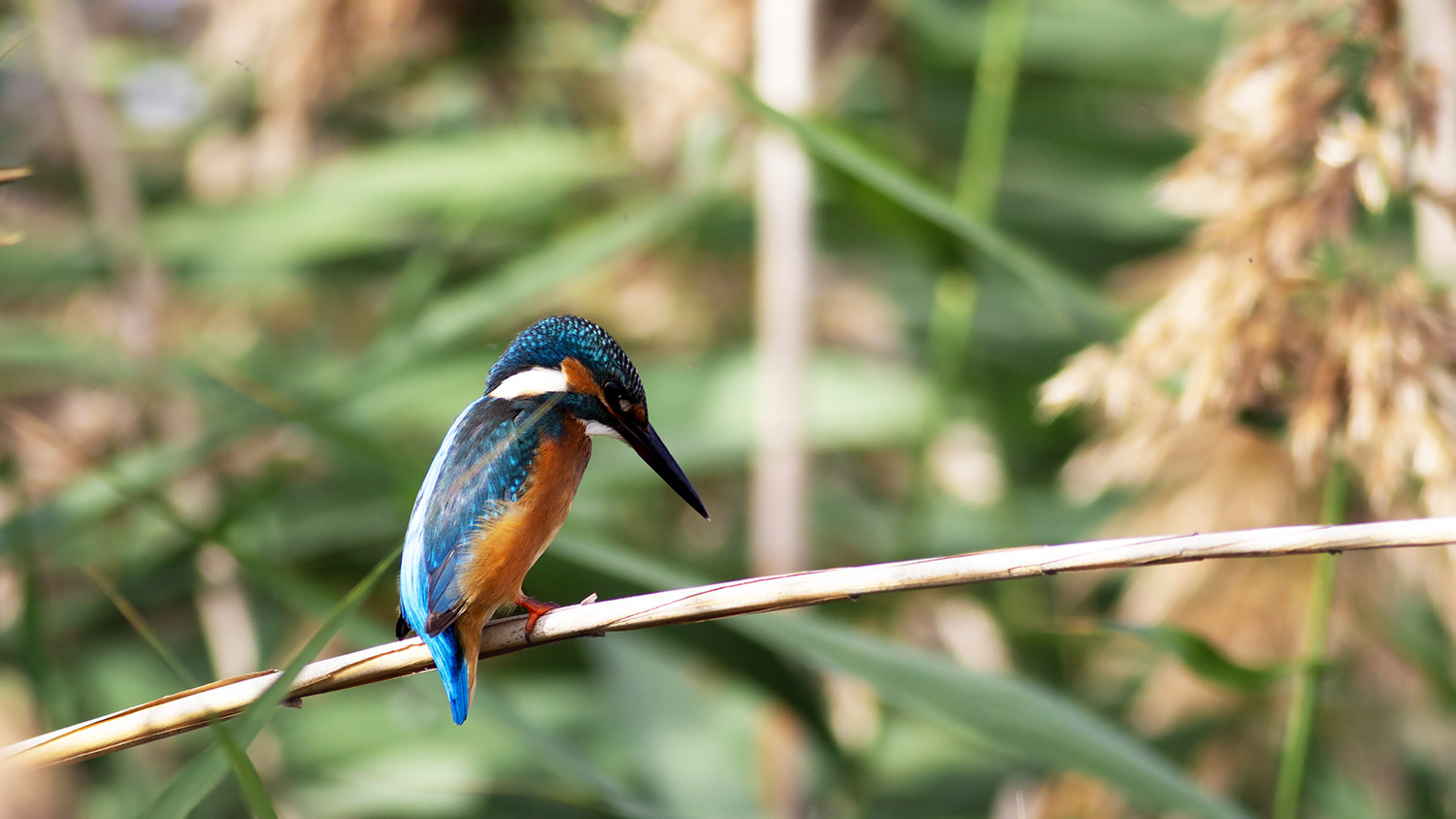 Common Kingfisher