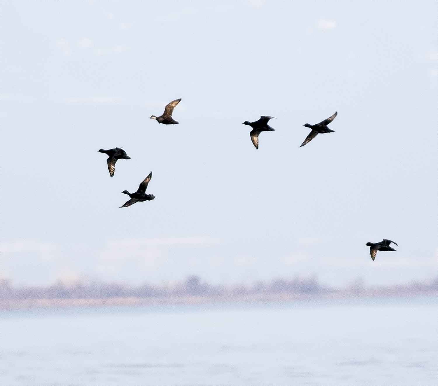 Common Scoter