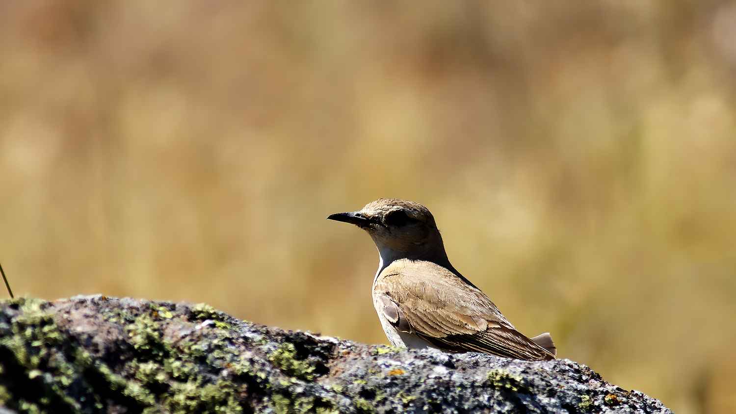 Northern Wheatear