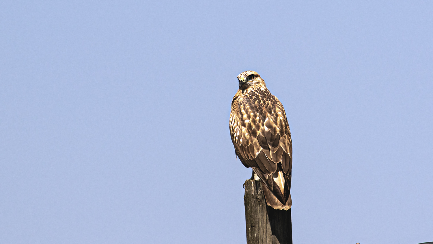 Long-legged Buzzard