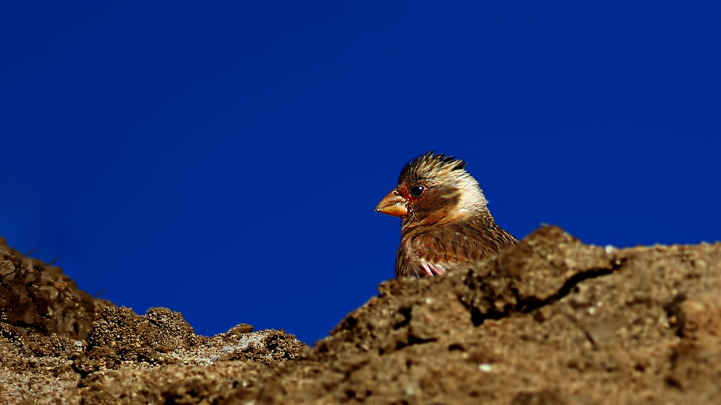 Crimson-winged Finch