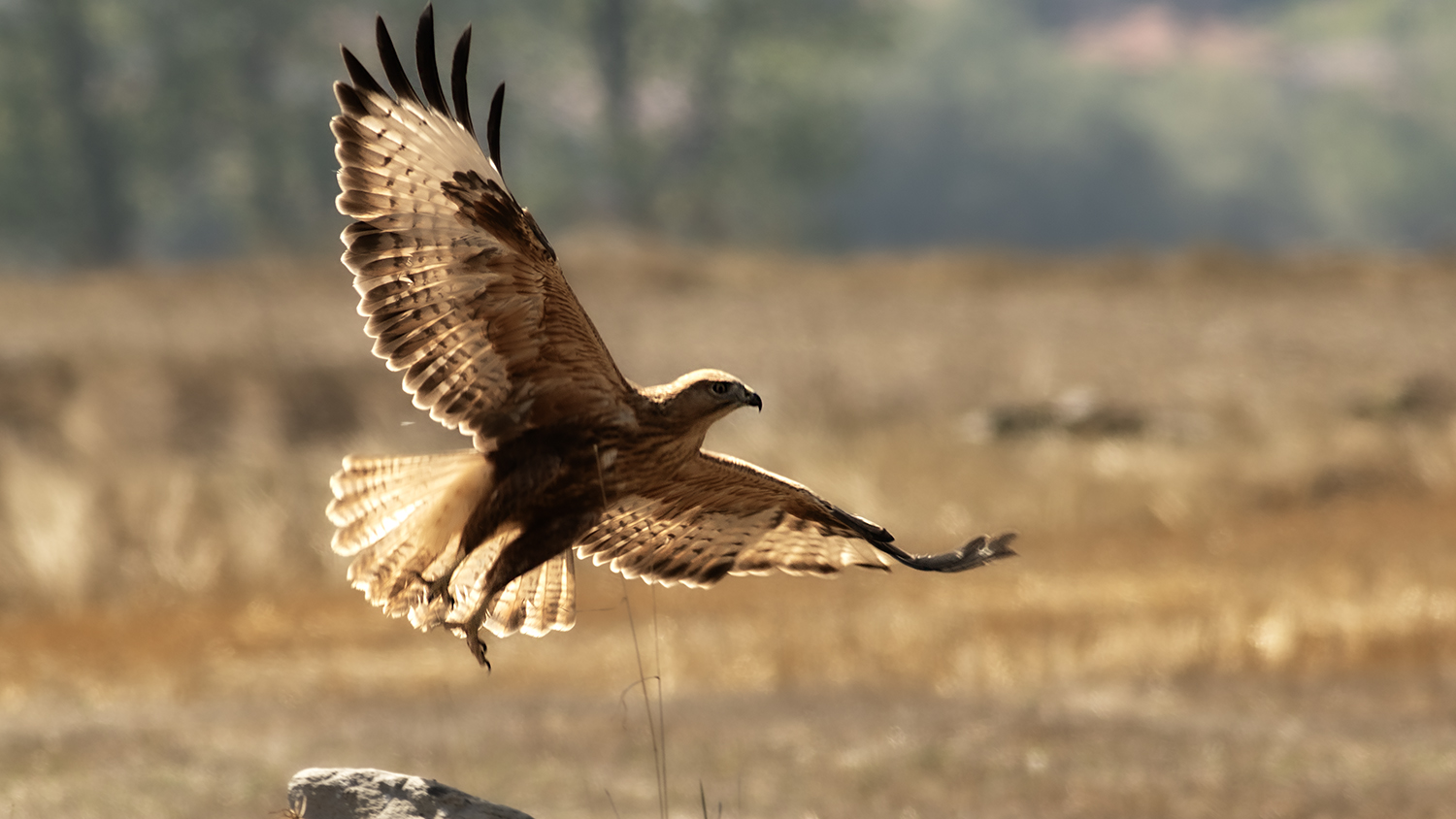 Long-legged Buzzard