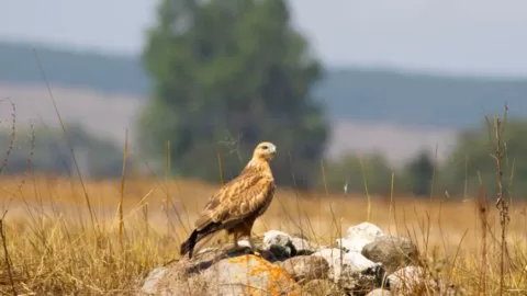 Kızıl şahin