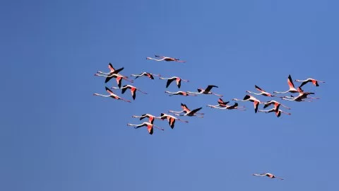 Flamingo