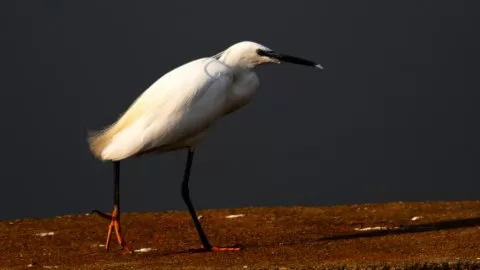 Küçük ak balıkçıl