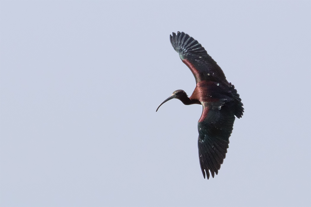 Glossy Ibis — Ana fotoğraf
