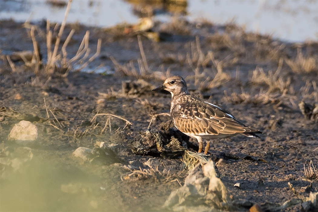 Ruddy Turnstone — Ana fotoğraf