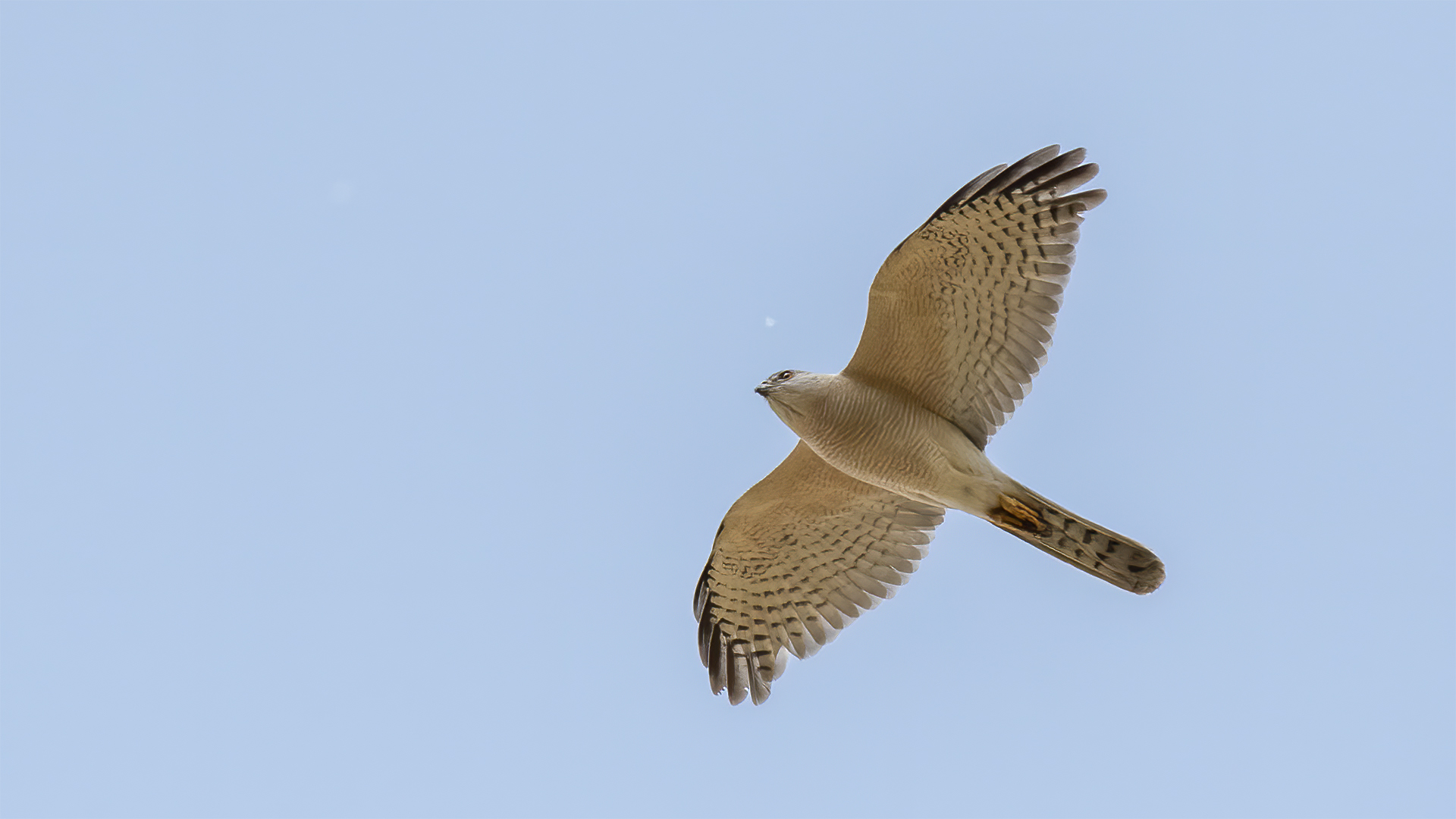 Shikra
