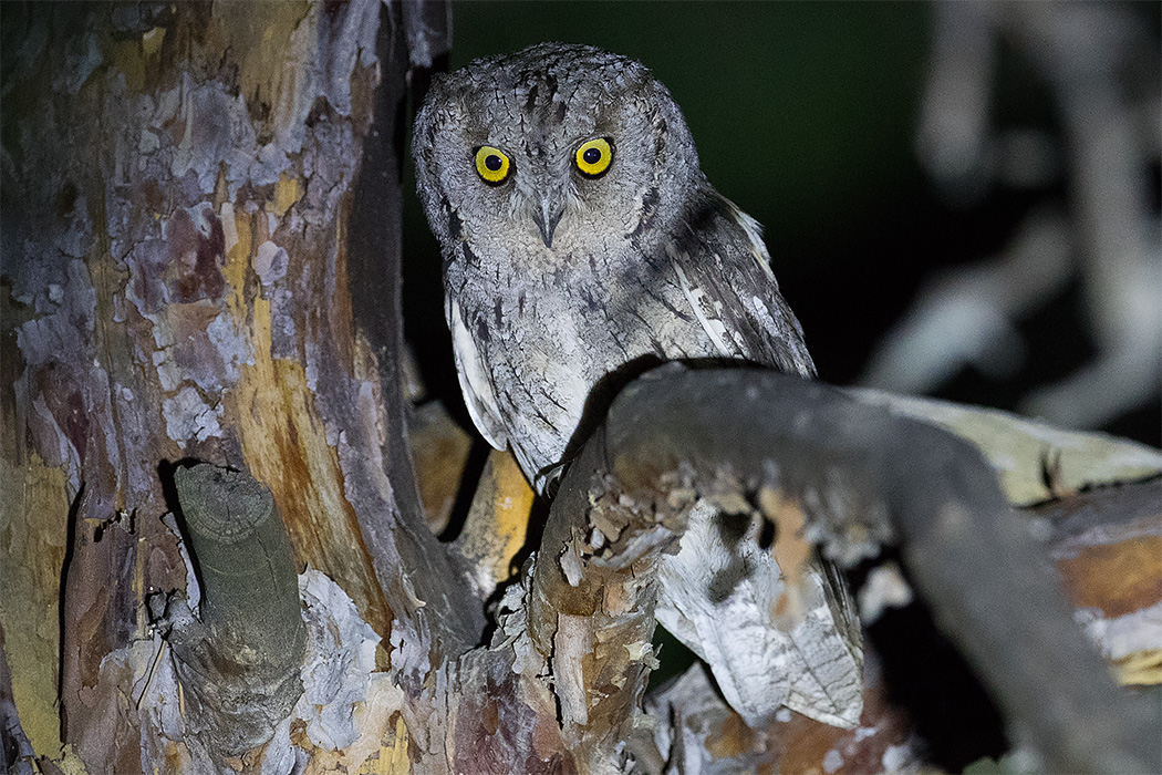 Eurasian Scops-Owl — Ana fotoğraf