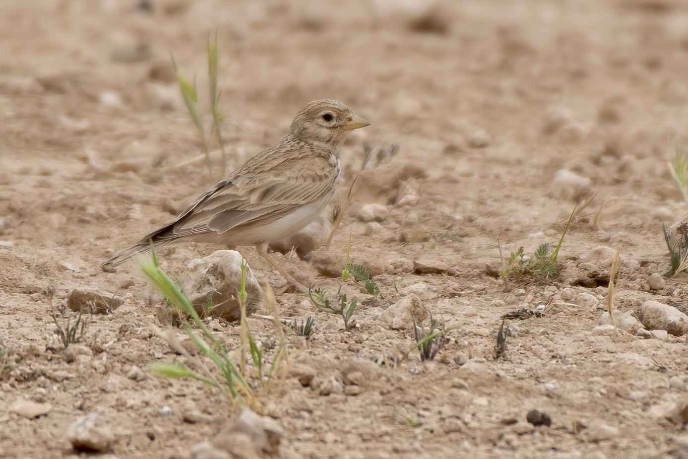 Lesser Short-toed Lark