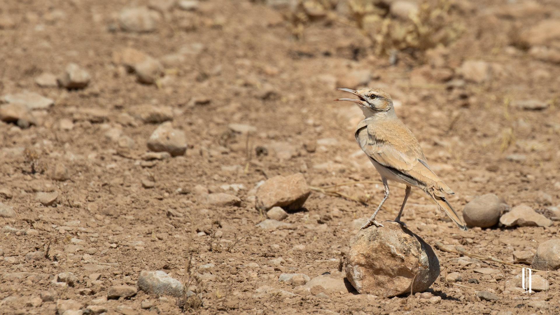 Greater Hoopoe-Lark