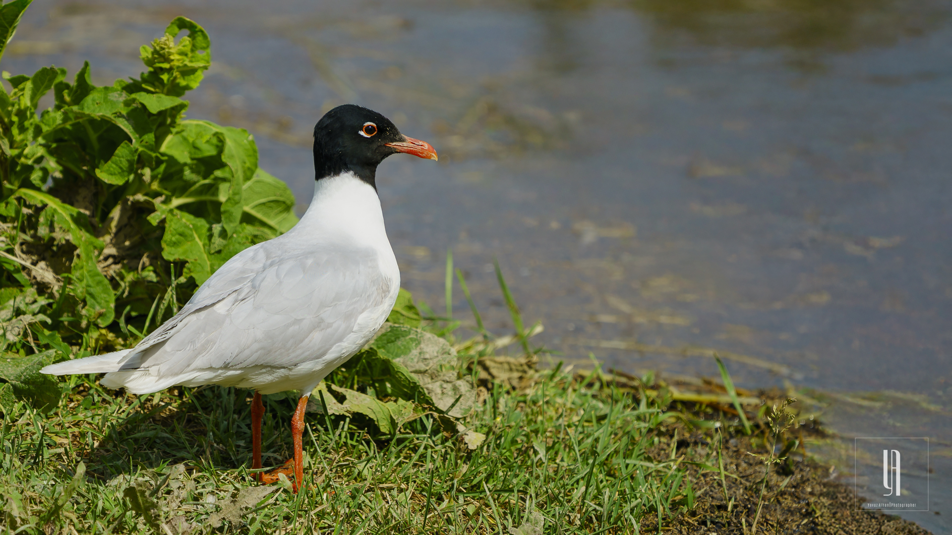 Mediterranean Gull