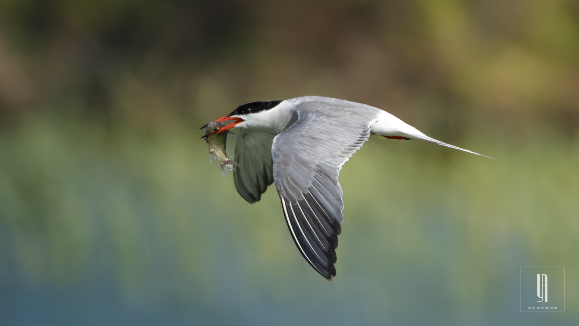 Common Tern