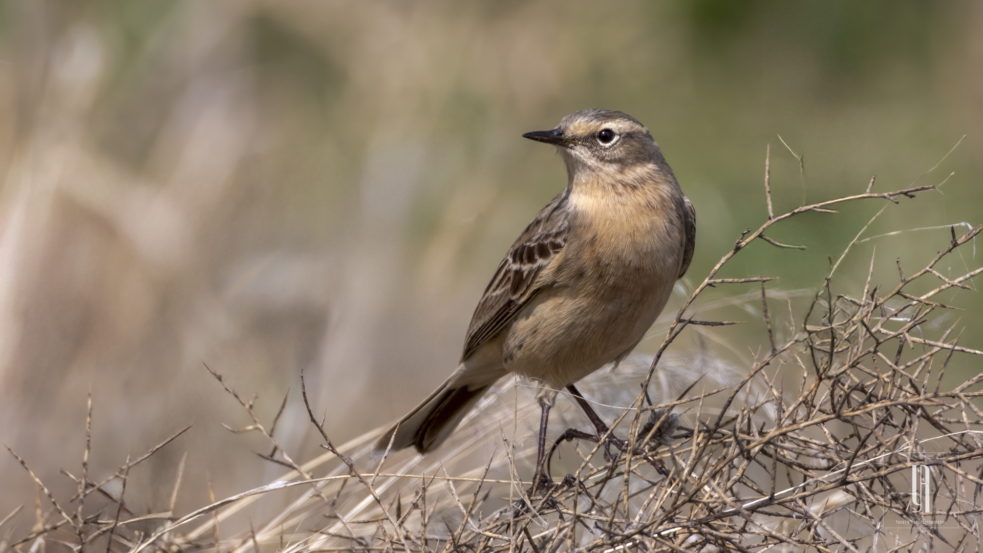 Water Pipit
