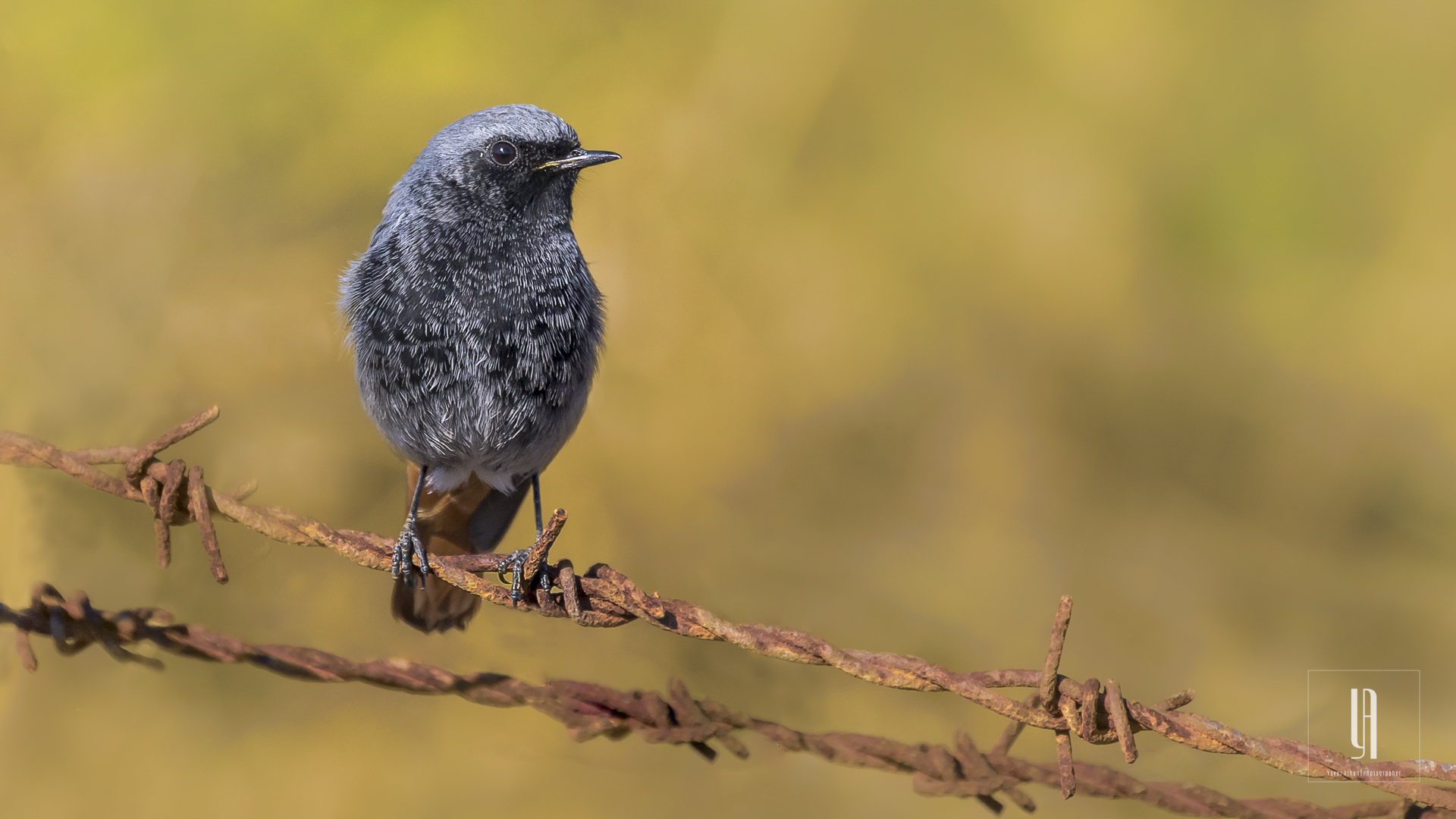 Black Redstart