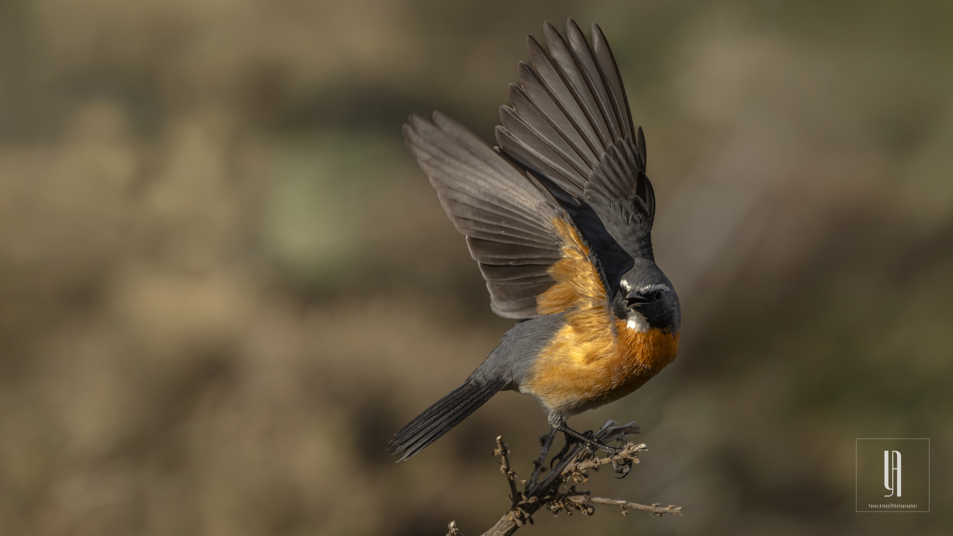 White-throated Robin