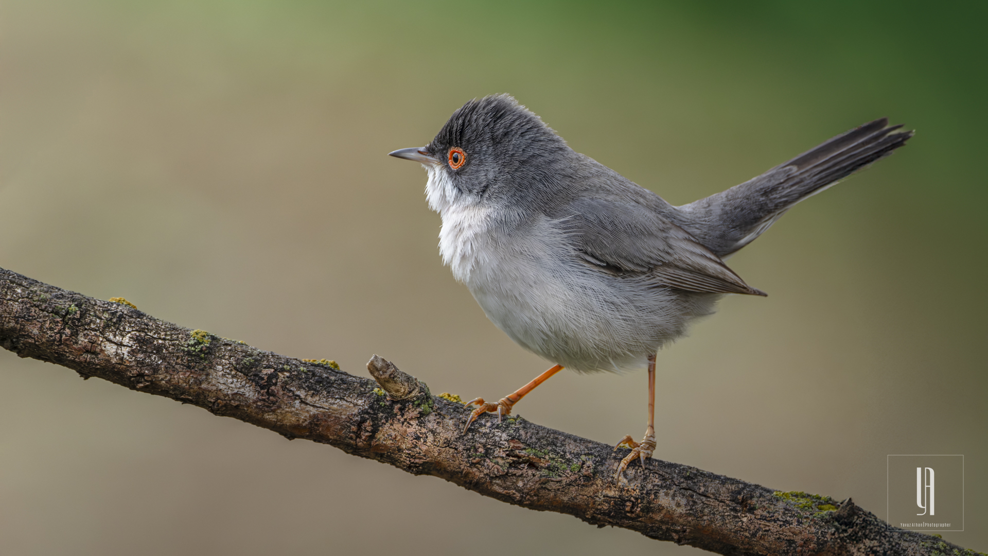 Menetries's Warbler