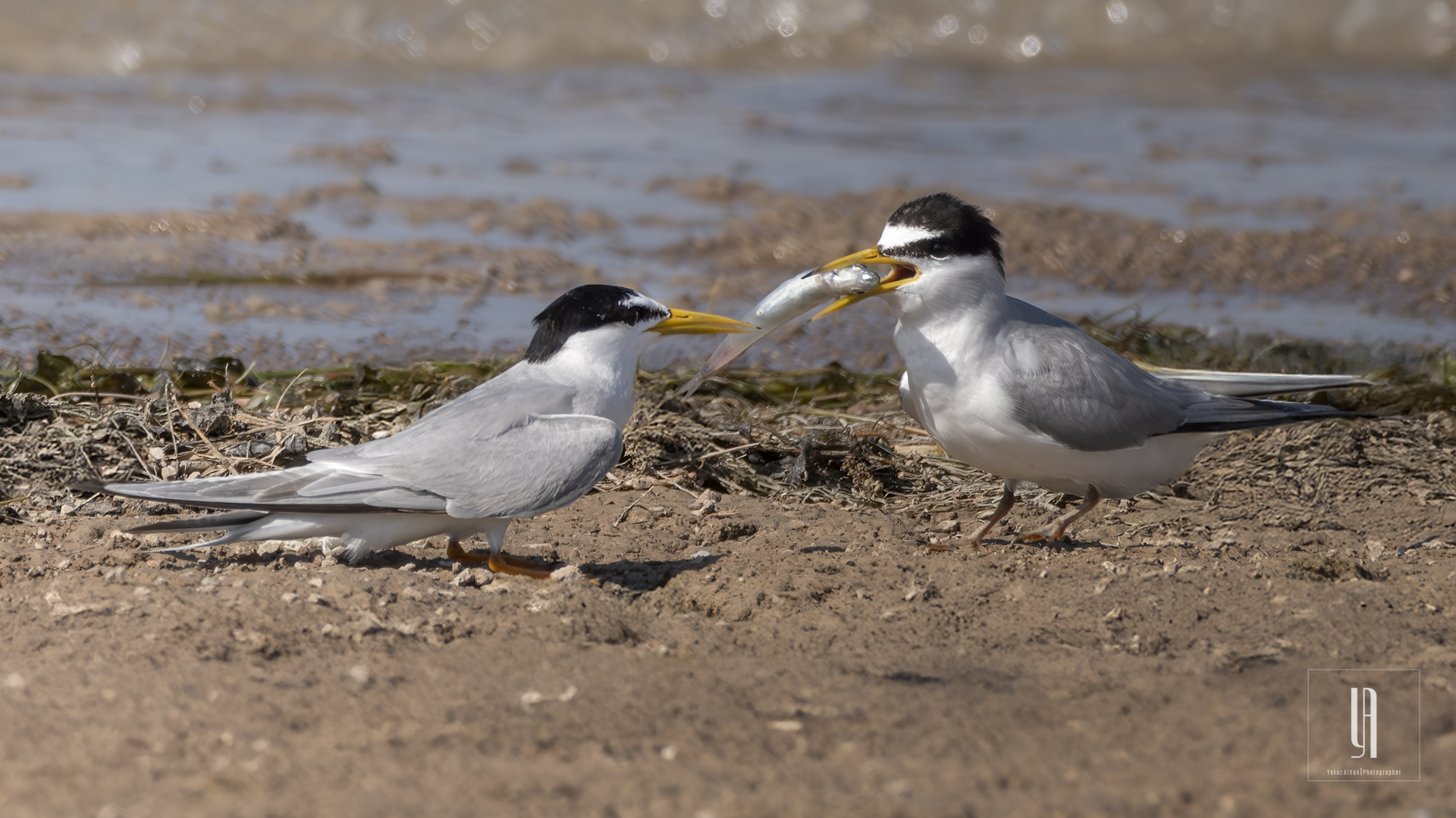 Little Tern