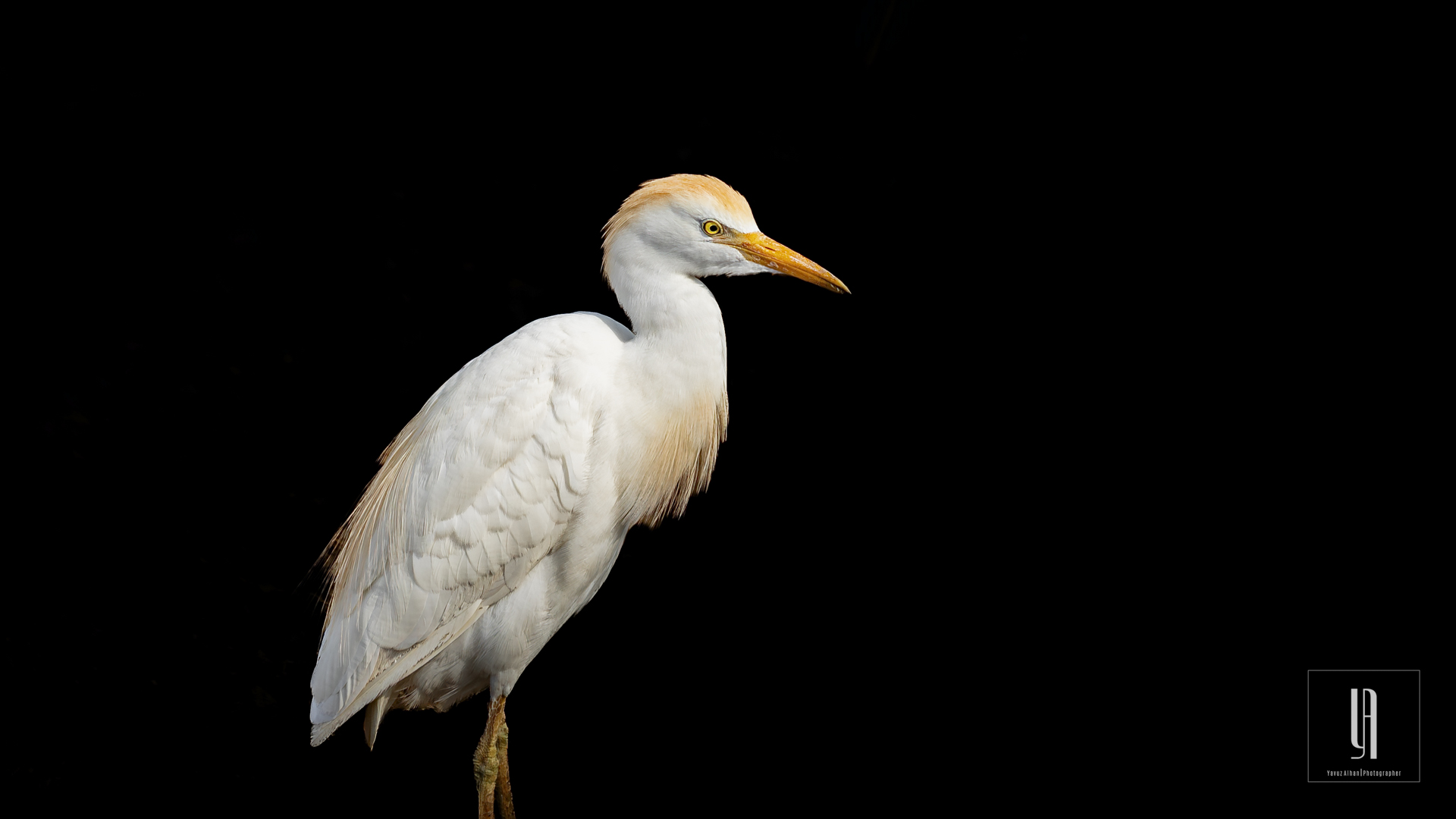 Cattle Egret