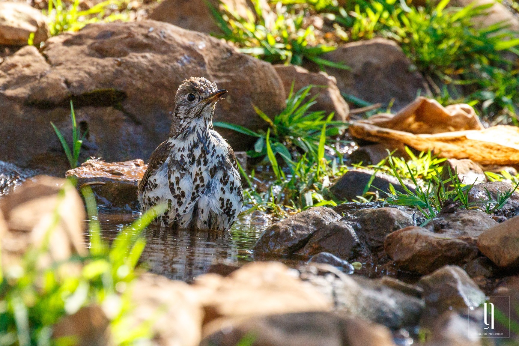 Song Thrush