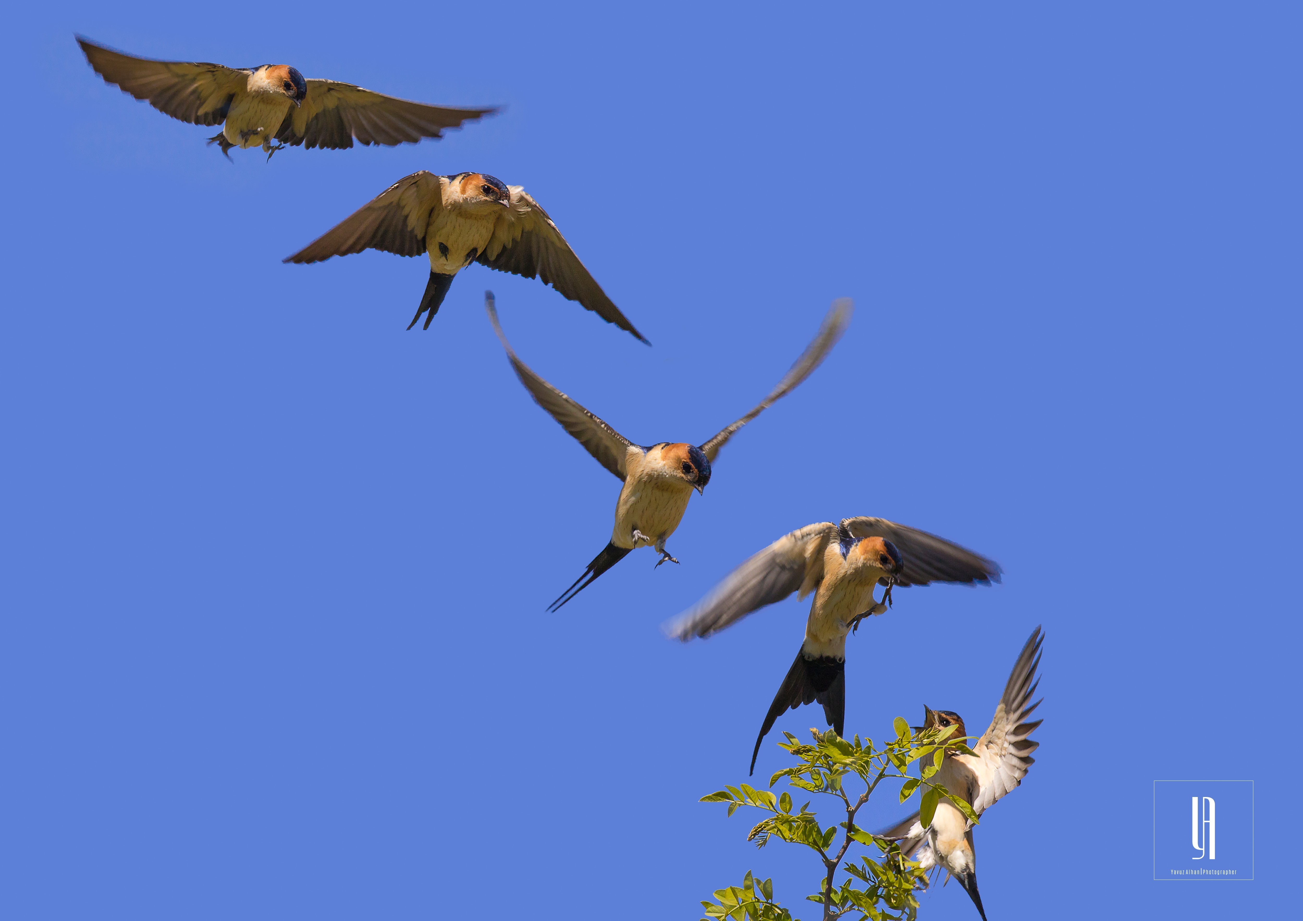 Red-rumped Swallow